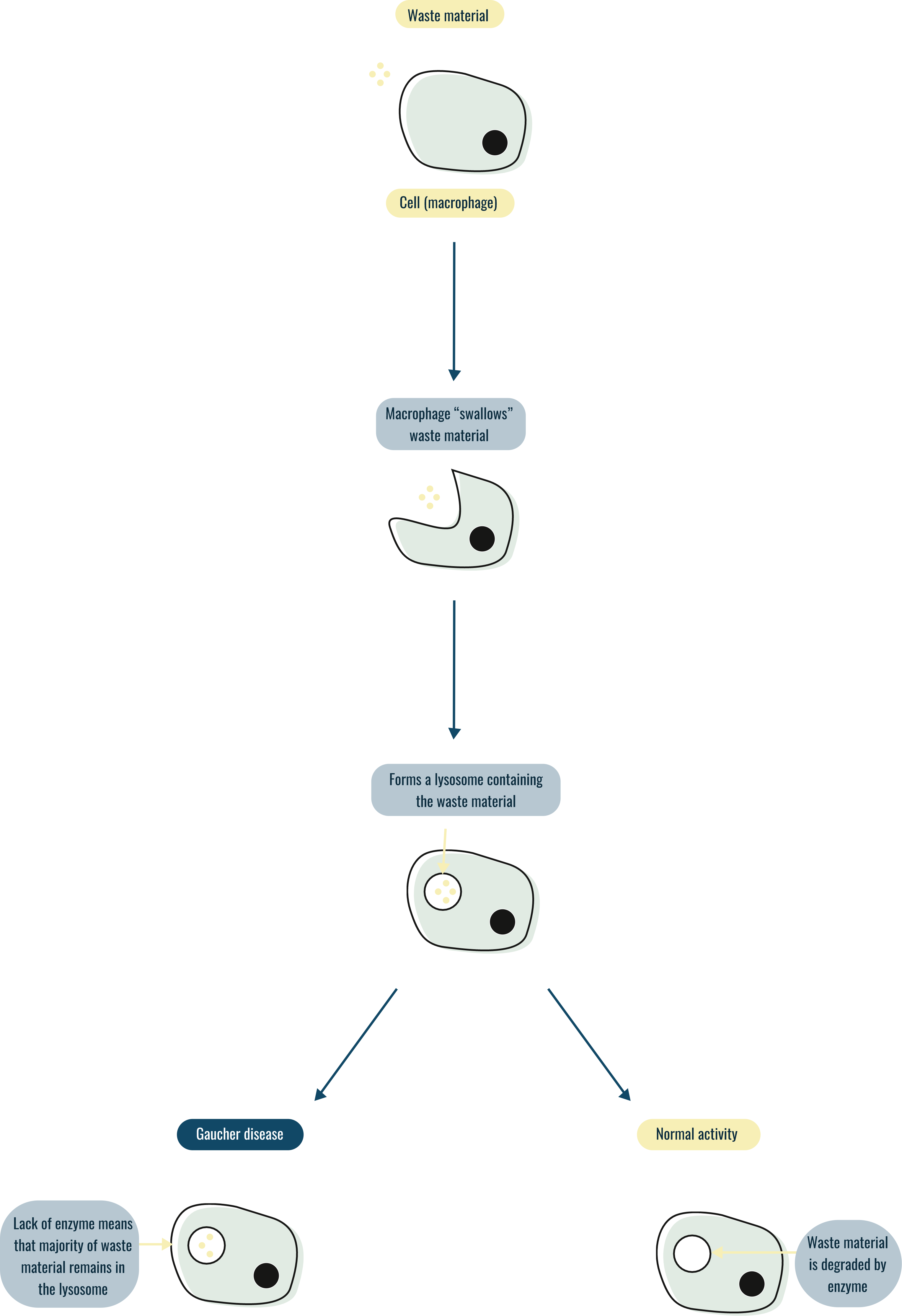 Gaucher mechanism of action diagram explaining how type 1 gaucher works as a lysosomal storage disorder.