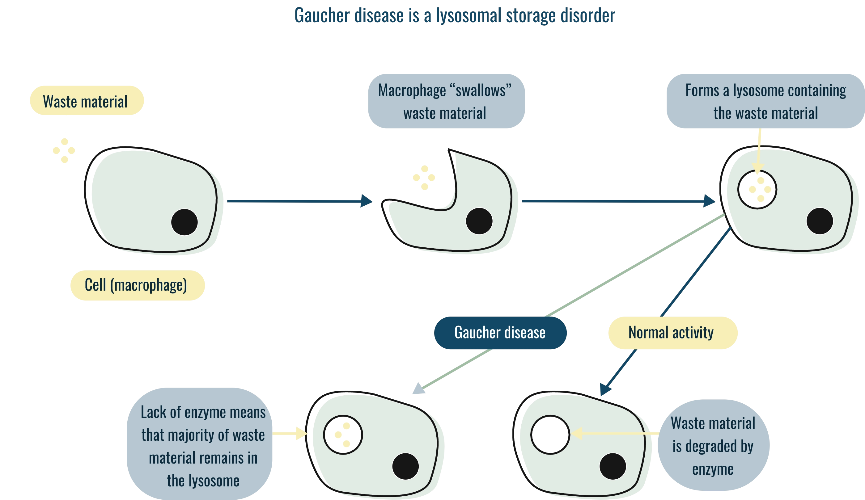 Gaucher mechanism of action diagram explaining how type 1 gaucher works as a lysosomal storage disorder.