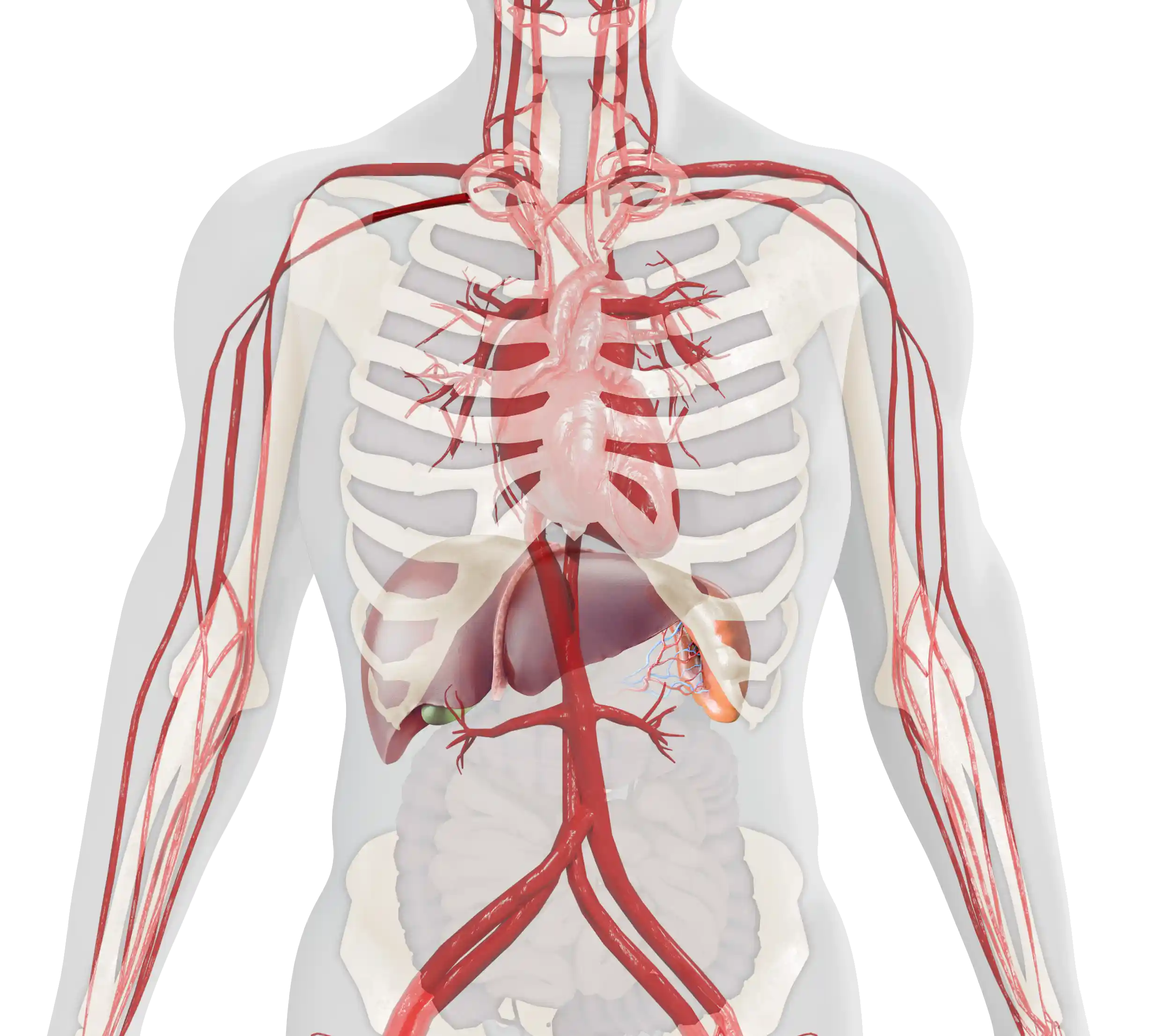 Image showing impacted organs and body parts