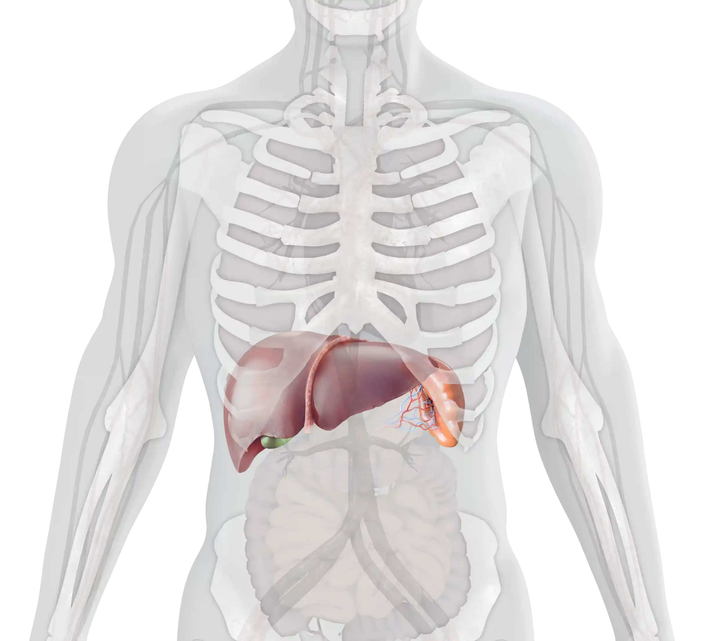 Image showing impacted organs and body parts